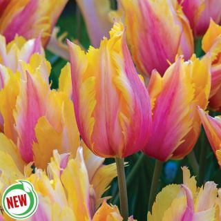 Flaming Memory Tulip Thumbnail